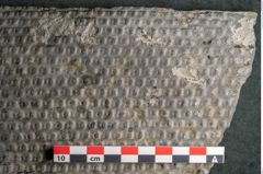 Foto (Detailansicht) von Sigillaria ornata Brongniart (NHMW-GEO-2024-0188-11080)